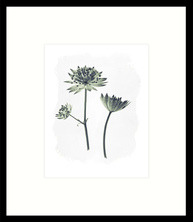 FRAMED-ASTRANTIA-5a.jpg