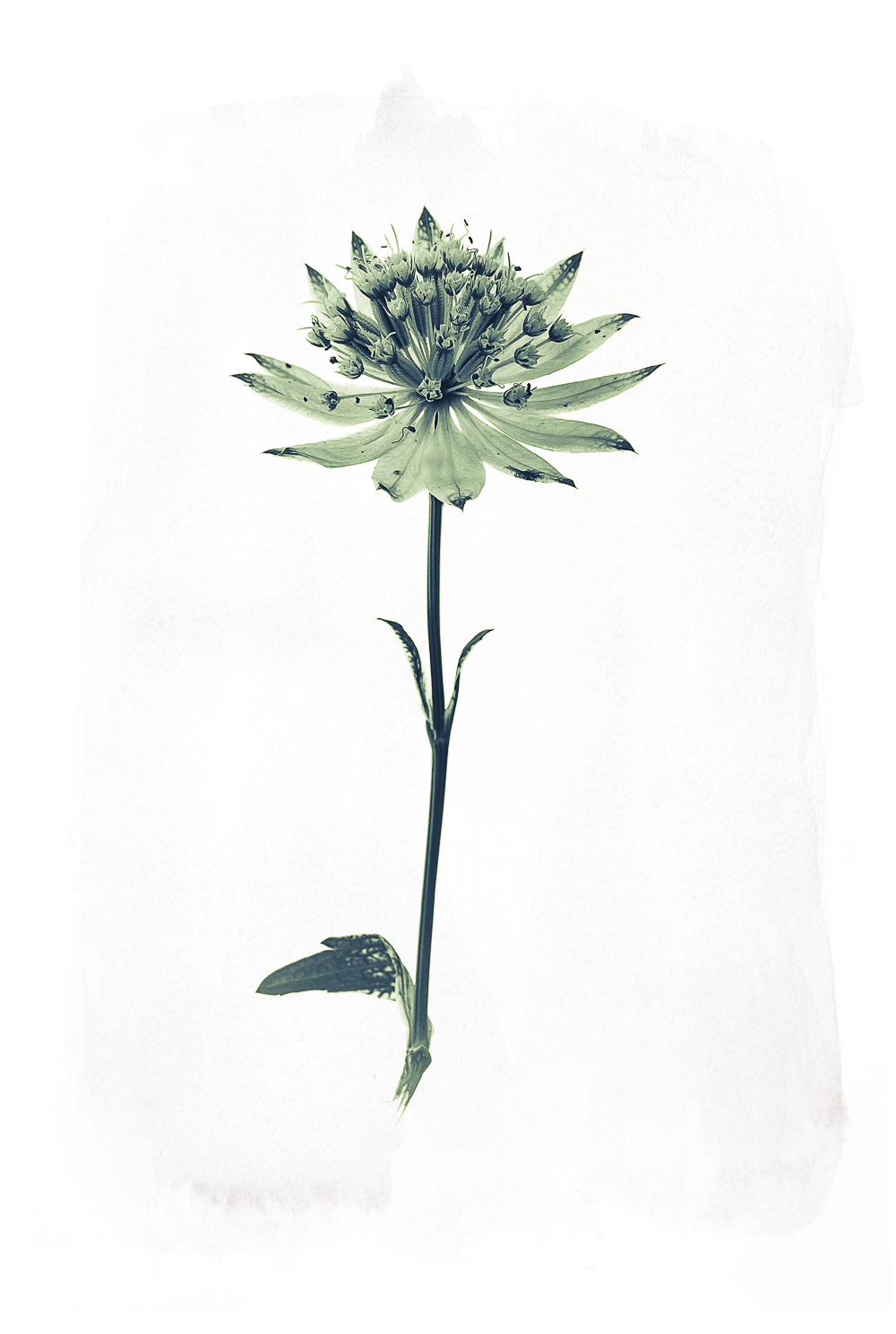 ASTRANTIA-60.jpg