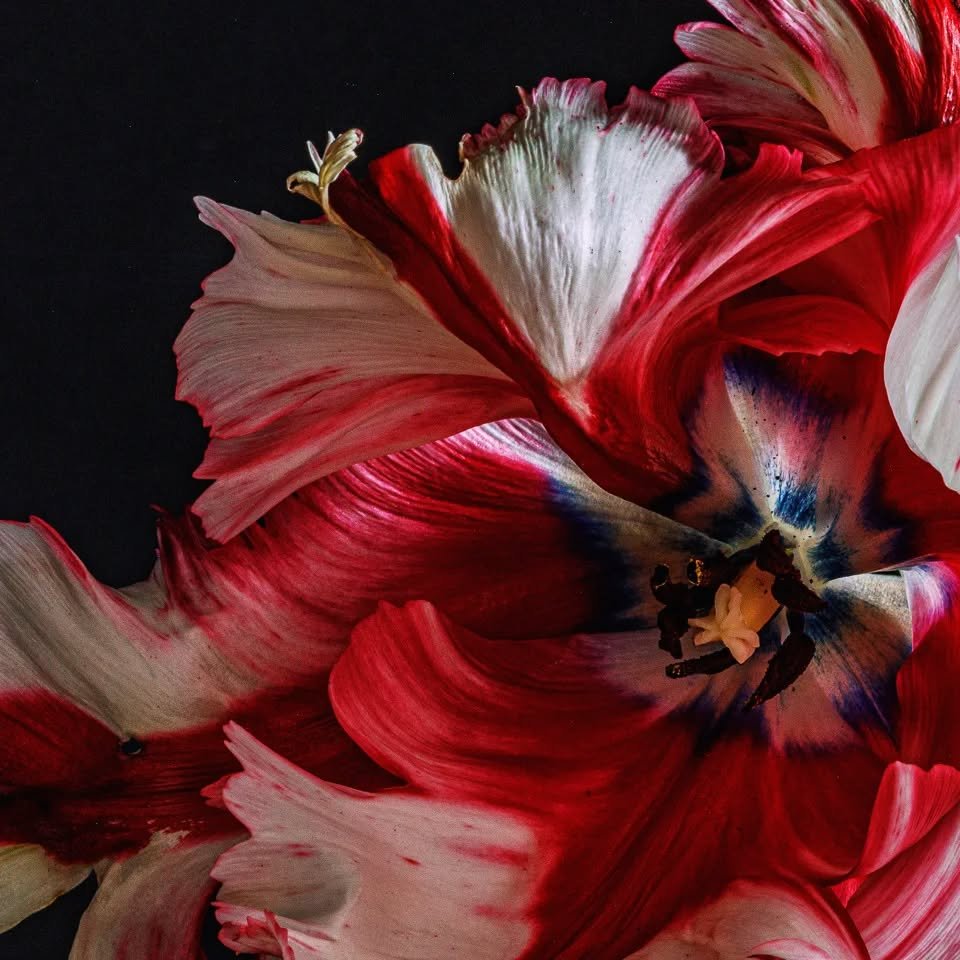 Detail of new work for 2024 MOS which is fast approaching @marlborough_open_studios Tulips are the most amazing gift from the garden in a wet spring

#floralart
#floralinspiration
#photography
#stilllife