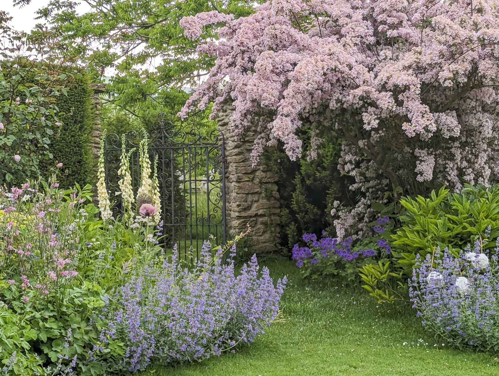A garden scene with pink and purple flowering plants, a black wrought iron gate, and a pink flowering tree with a stone wall.