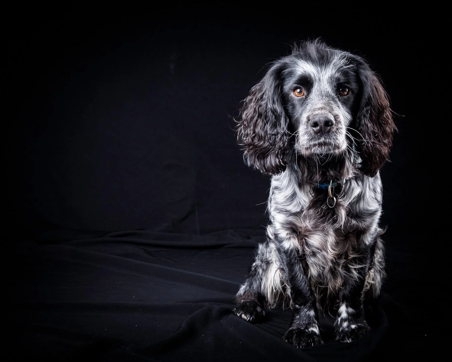 Black and gray dog with long ears and brown eyes sitting on black fabric against a dark background.