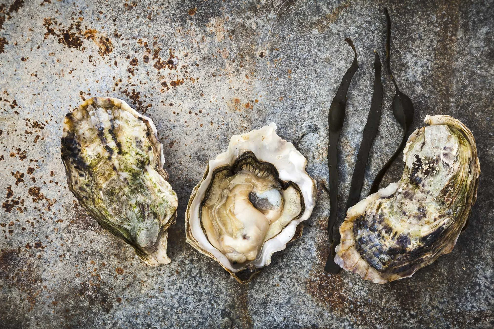 OYSTERS-1W.jpg