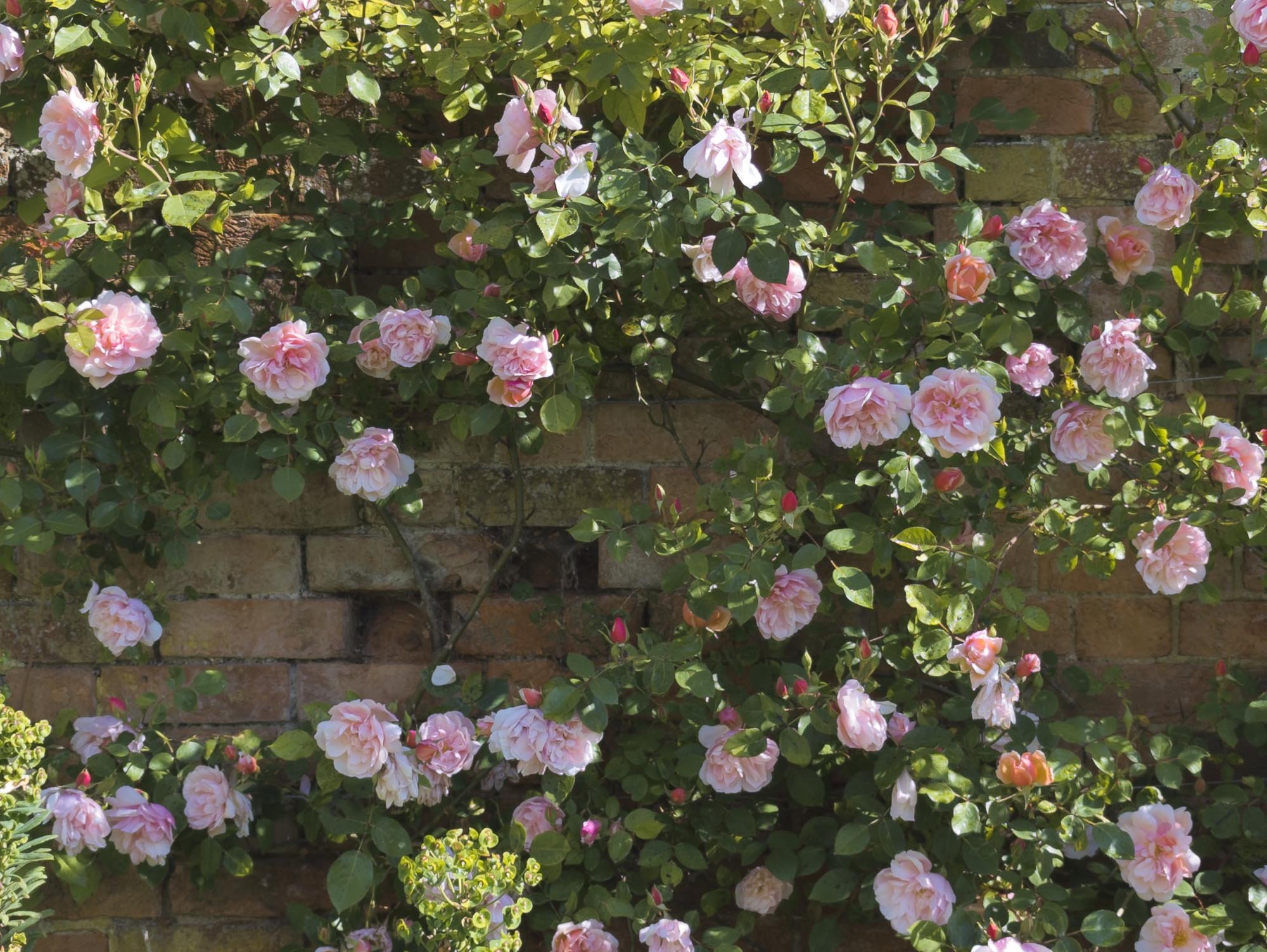 Pink roses blooming on a bush against an old brick wall.