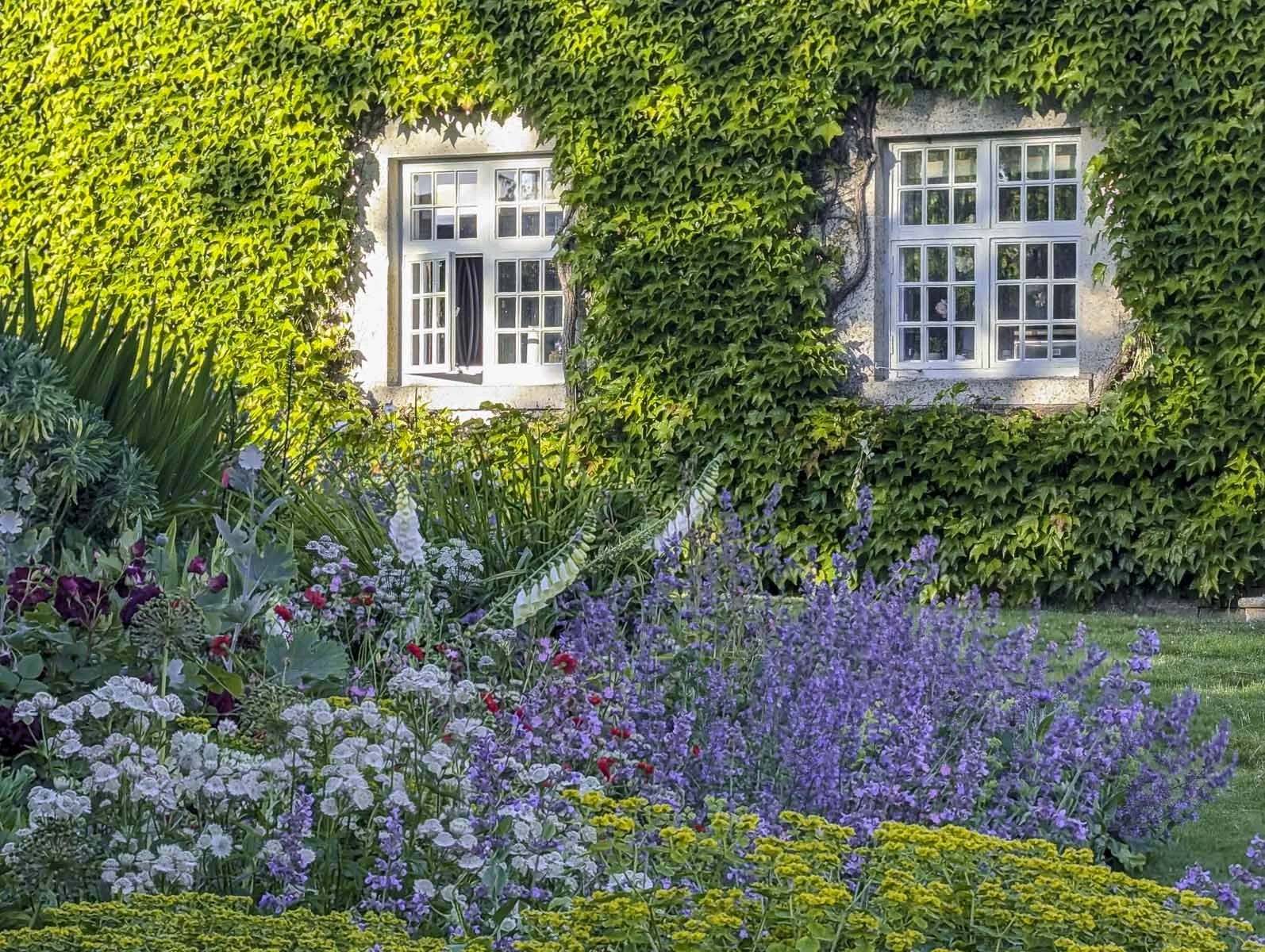 A house covered in green ivy with white windows, surrounded by a lush garden of colorful flowers including purple, yellow, and white blooms.