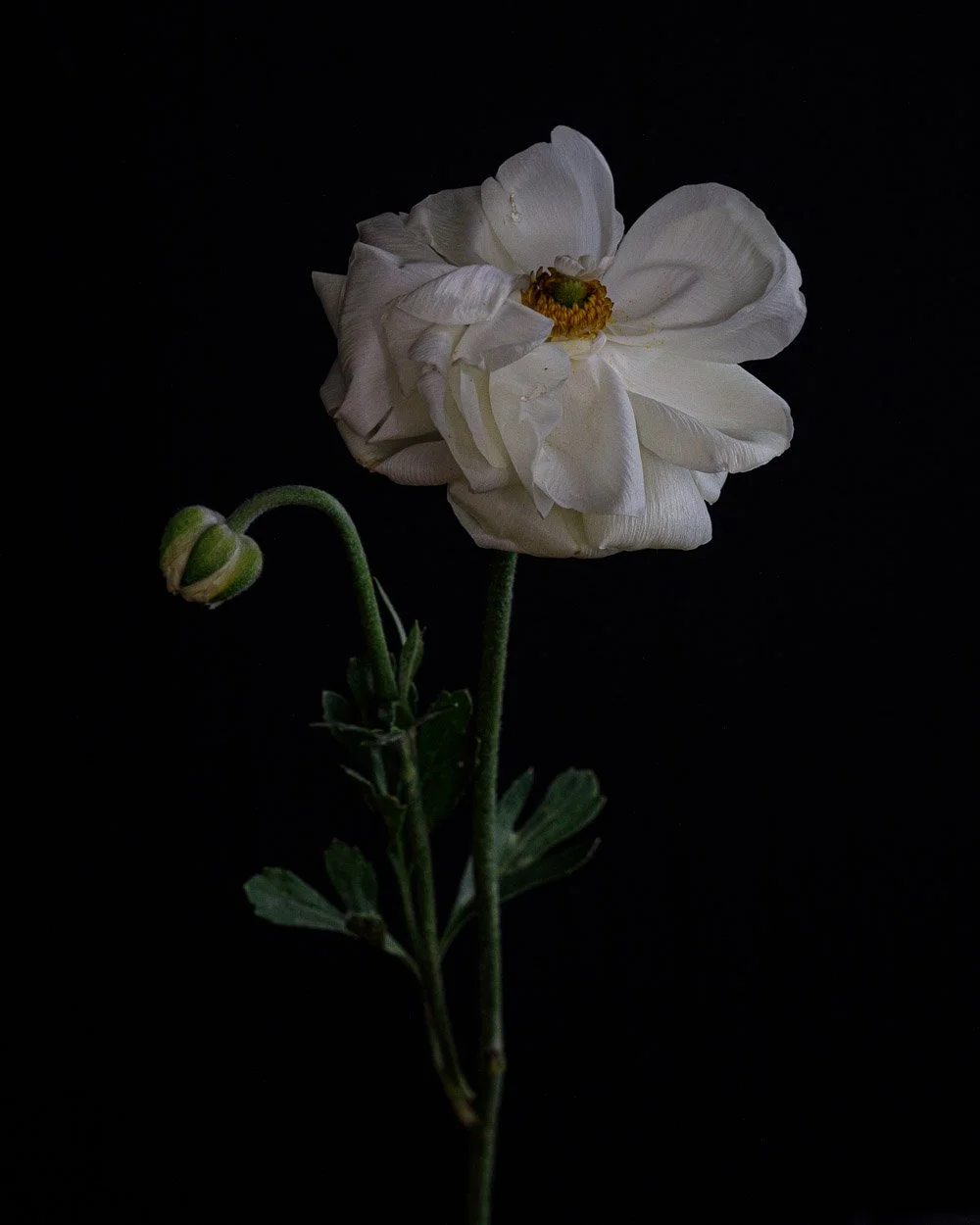 WHITE-RANUNCULUS-1_W.jpg