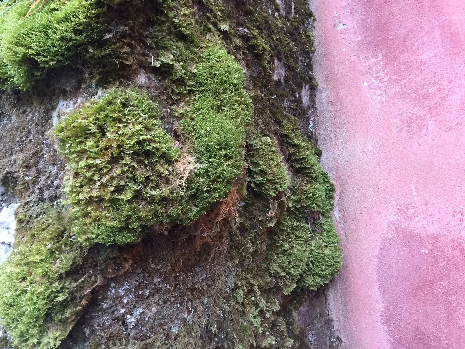 Its the 400 Year old Moss!