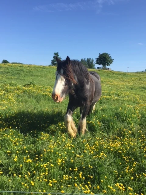 Buttercups are Sweet