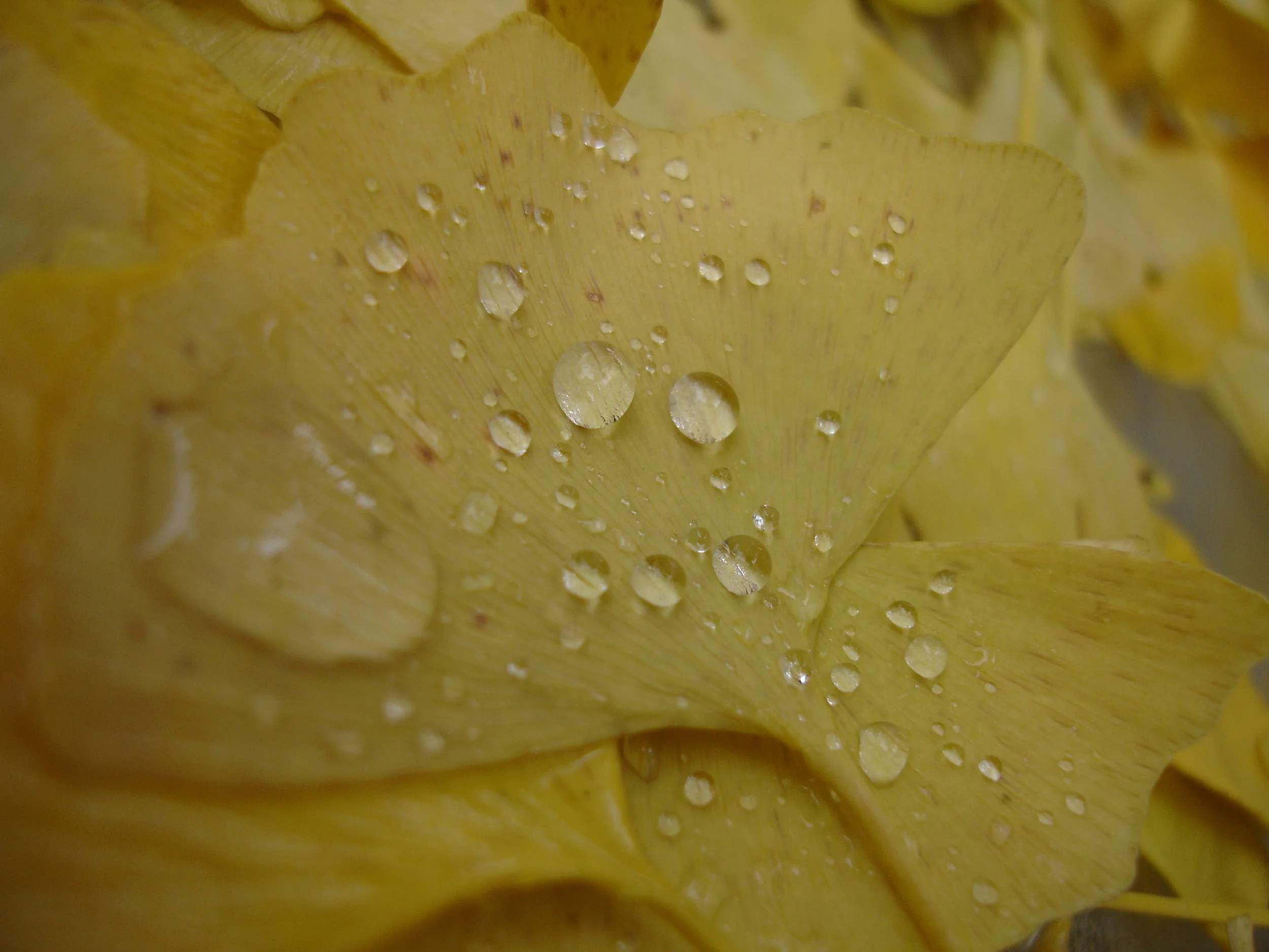 Home — Meridian Louisville