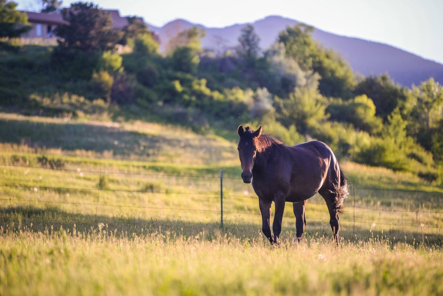   NATURE HEALS    Supporting Nature Based Healing in Boulder County, Colorado    Learn More  