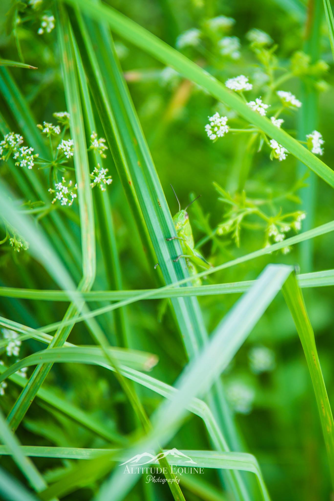   NATURE HEALS    Supporting Nature Based Healing in Boulder County, Colorado    Learn More  