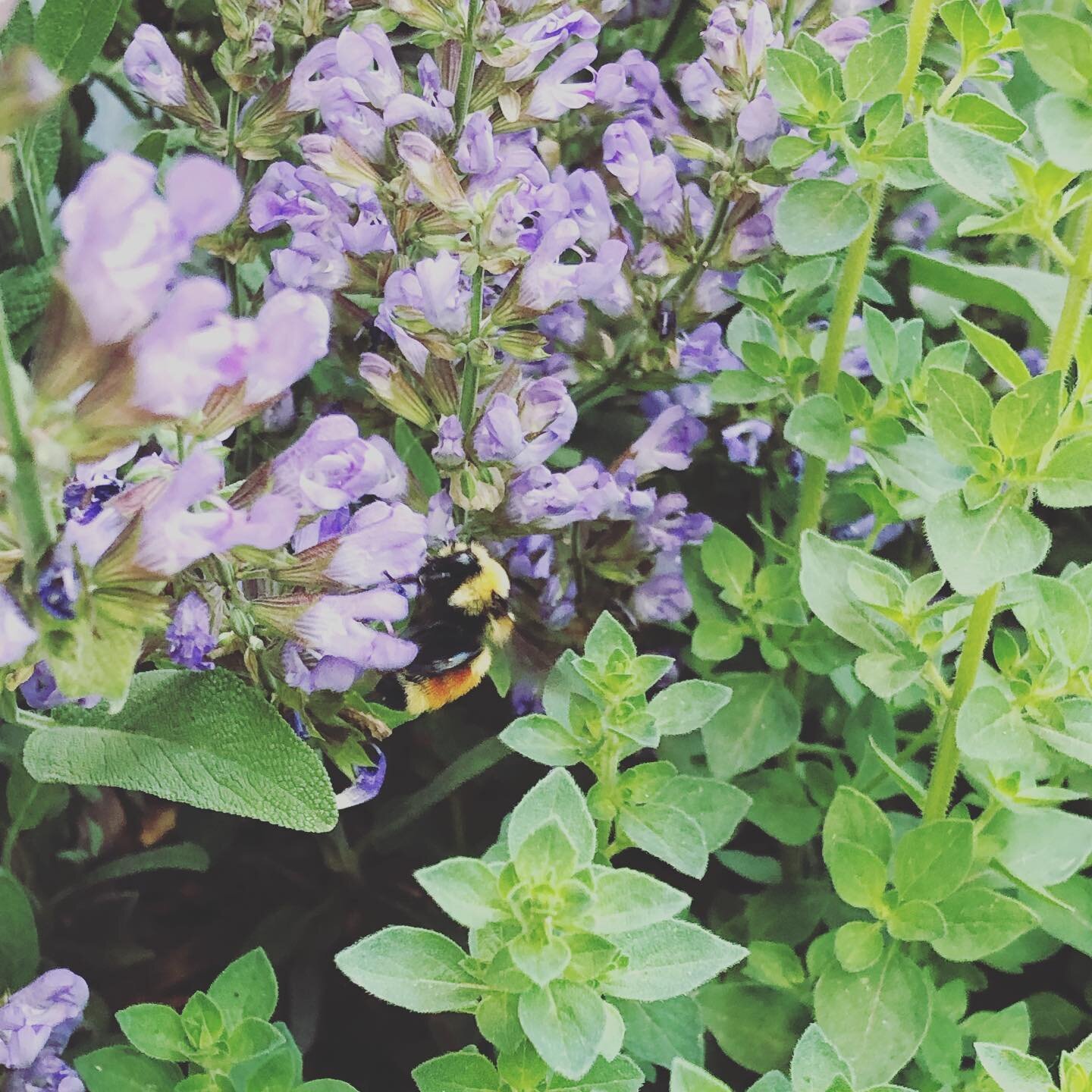 We&rsquo;ve been busy bees around here planning next steps, groups and fundraising efforts. Just keep telling myself to stop and breath it all in. Sometimes I like to take a moment in my herb garden to inhale the beautiful scents nature provides. #be