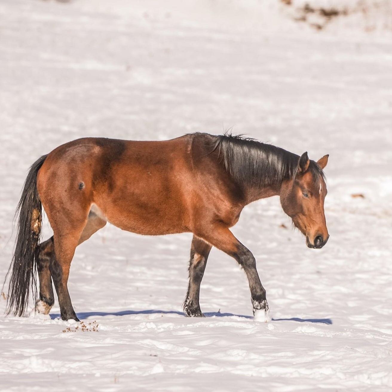 &ldquo;It is the life of the crystal, the architect of the flake, the fire of the frost, the soul of the sunbeam. This crisp winter air is full of it.&quot;

#nature #natureheals #winter #equine #equinephotography #equinetherapy #equinetherapist #equ