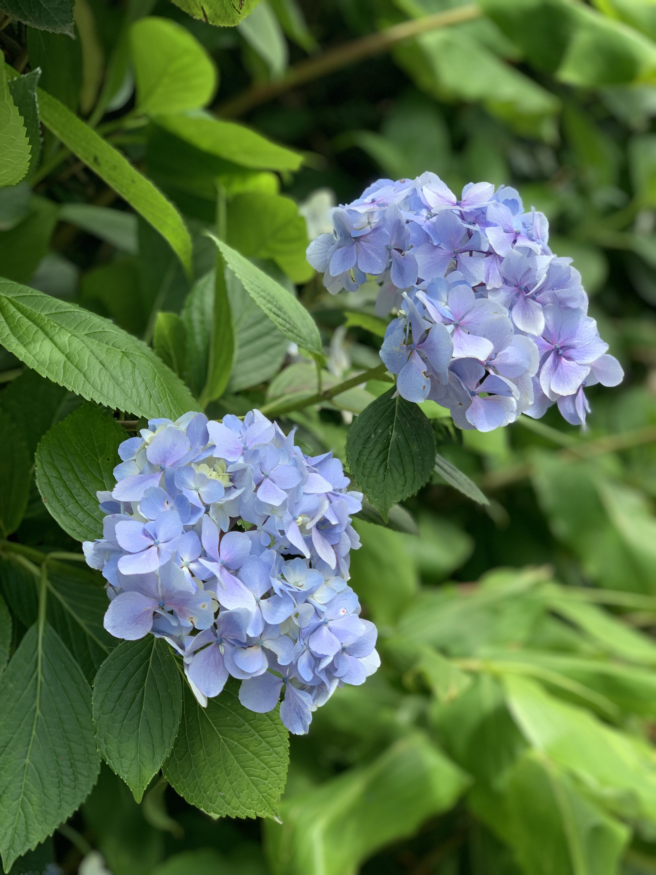 Hydrangea in the Azores