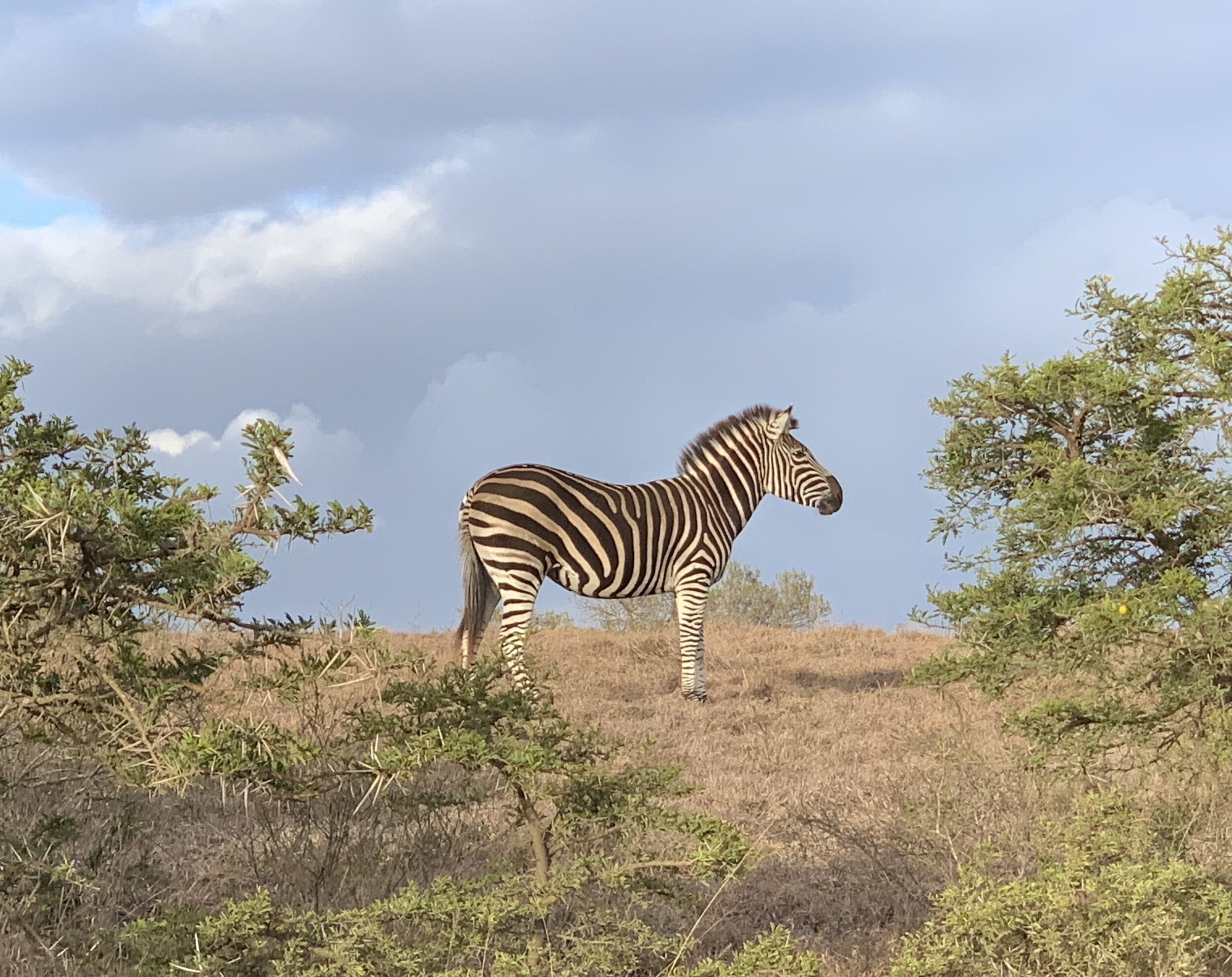 South Africa Safari Zebra Pathways Active Travel