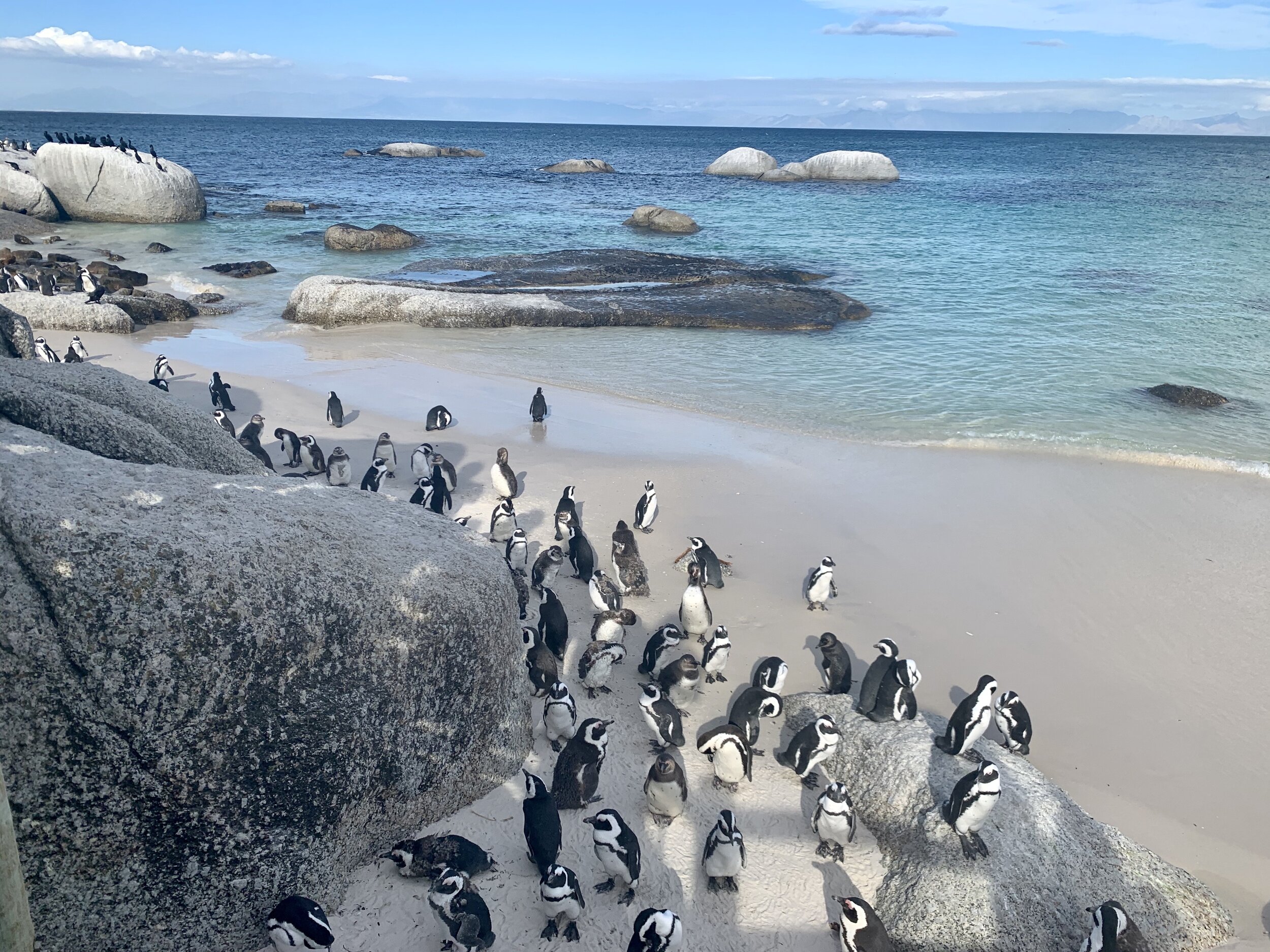 South Africa Penguins Pathways Active Travel