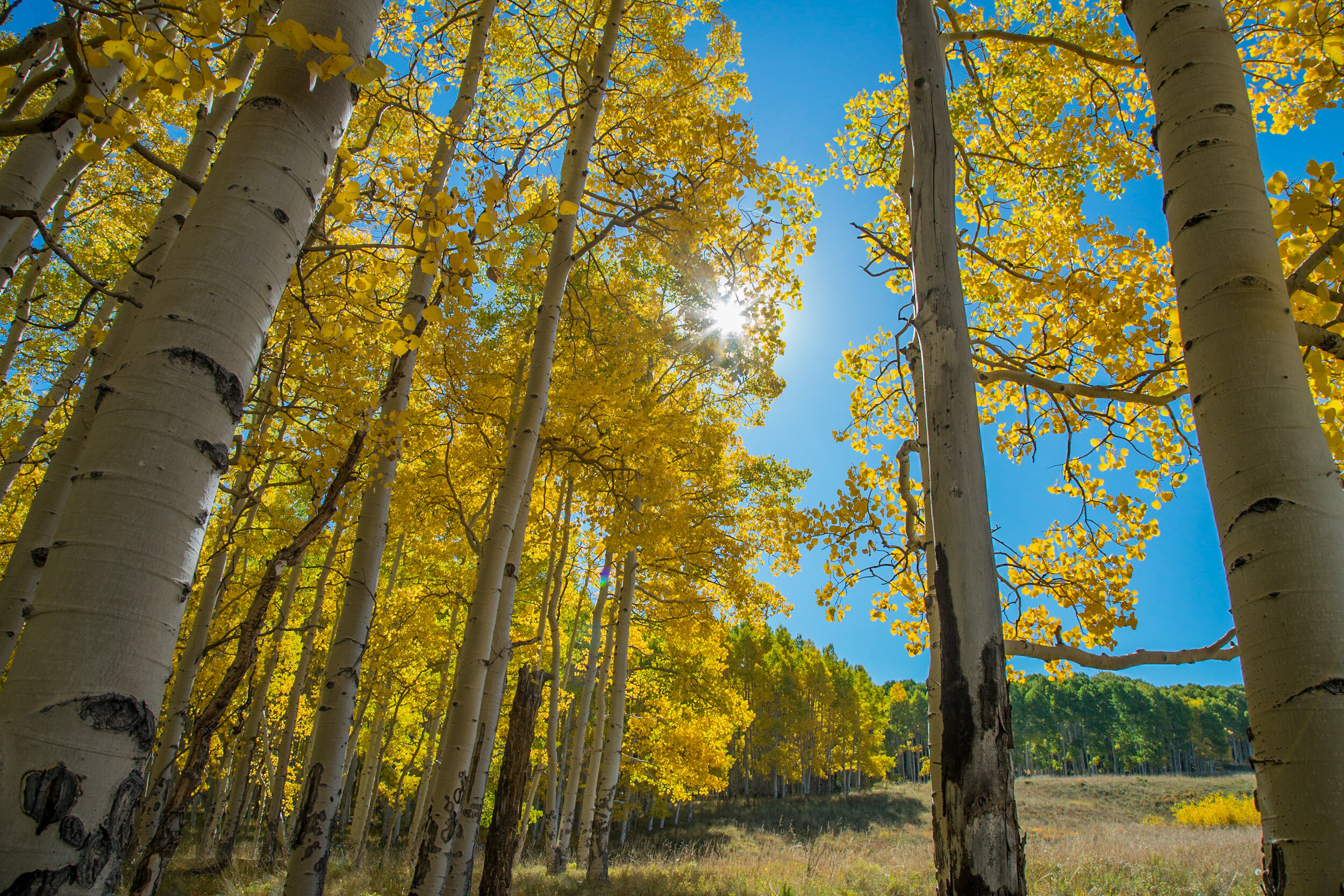 Fall Aspen Colors Telluride Hiking Pathways Active Travel