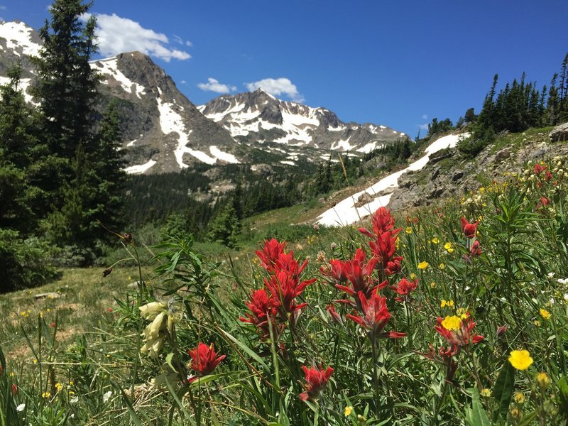 Wildflowers in Telluride Hiking Pathways Active Travel