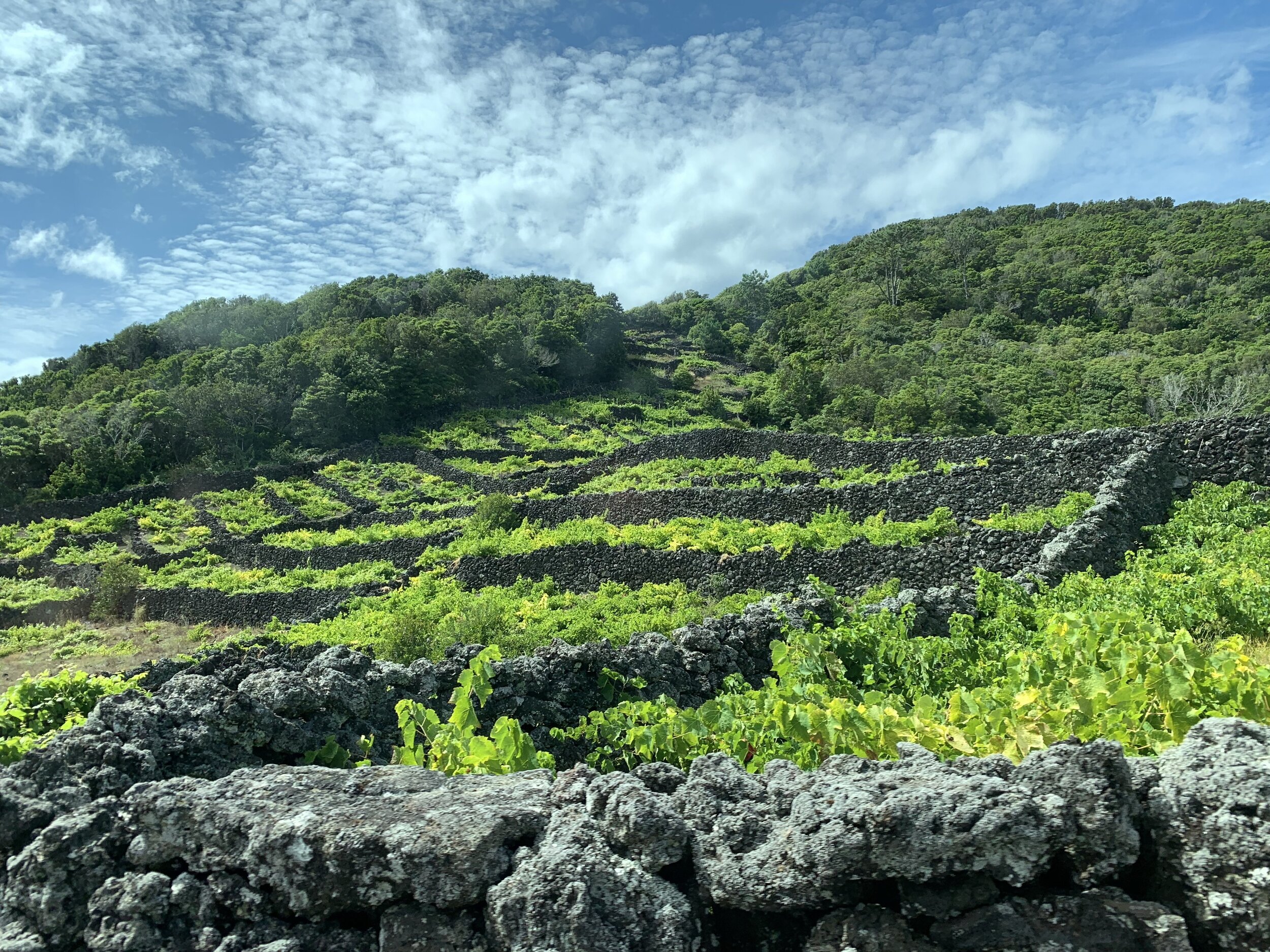 Wine Vineyards Pico Azores Pathways Active Travel