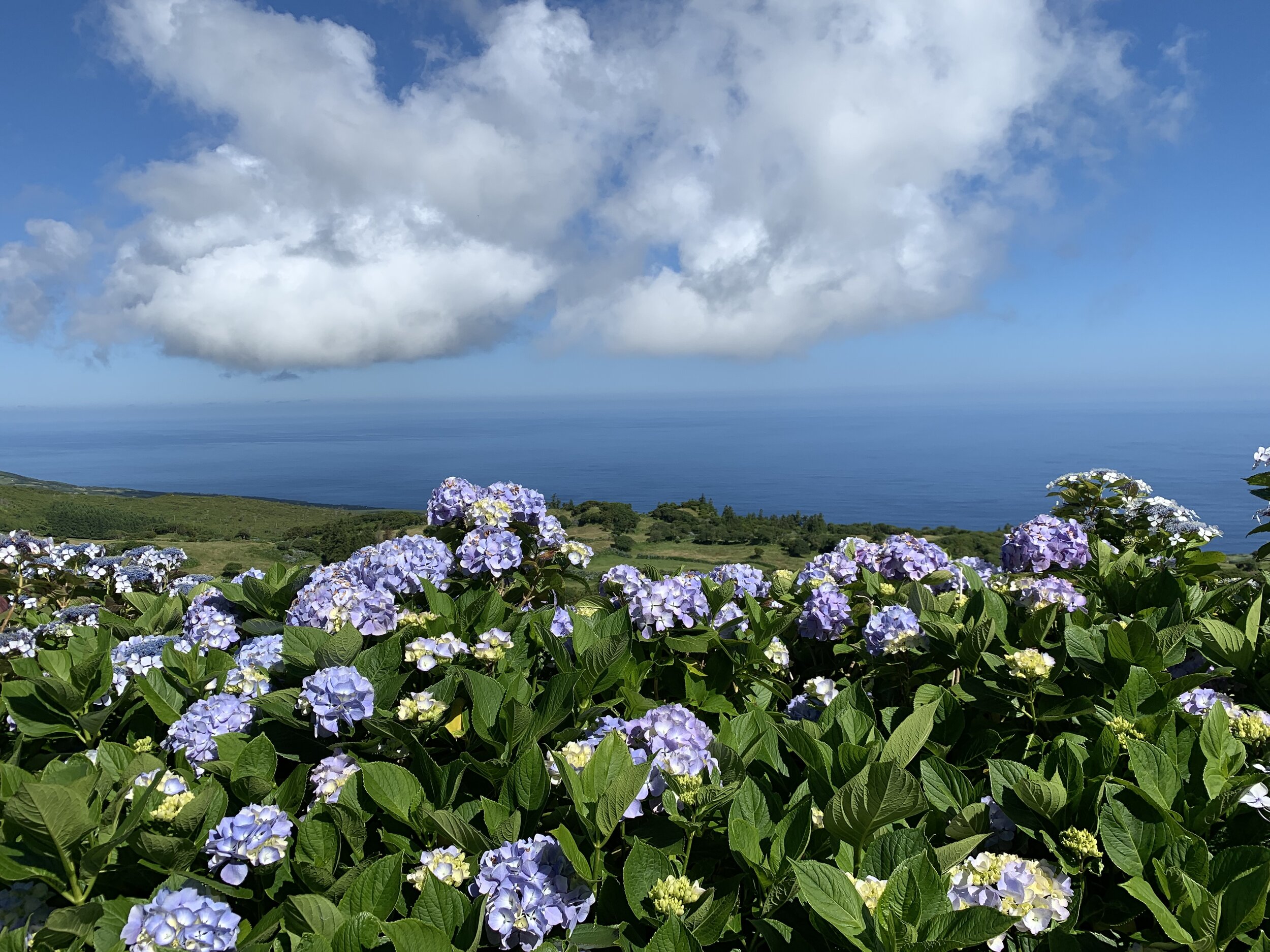 Hydrangeas Azores Hiking Pathways Active Travel