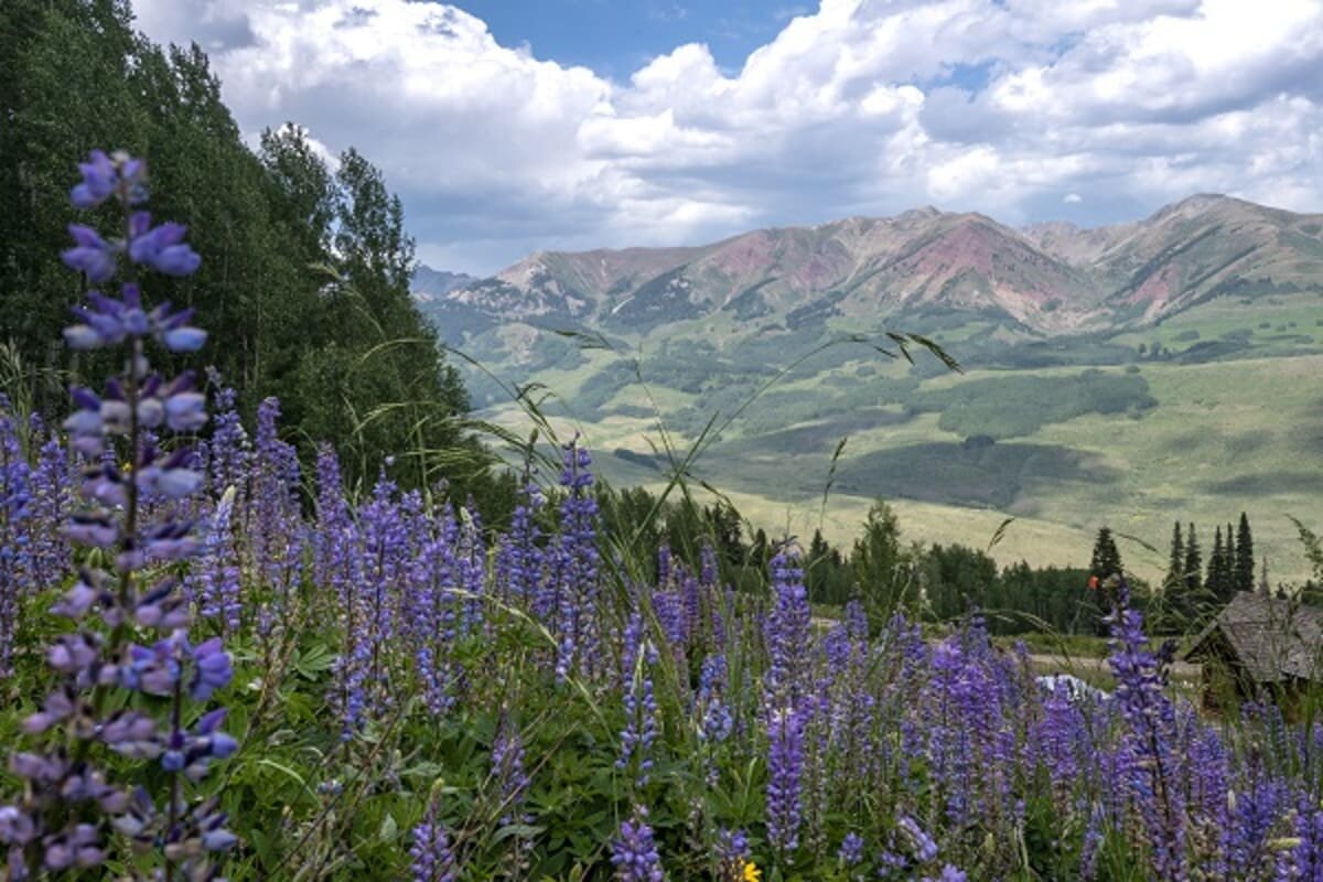 crested butte wildflowers