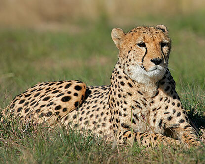 africa-cheetahs.jpg