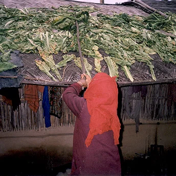 Drying sag. Ajay / PhotoVoice / LWF