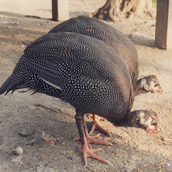 As I was going out of camp I saw this bird. It was the first time I had seen this kind of bird so I took the photo. Camp people are not allowed to keep animals or birds inside the camps. There is no area to keep them. Ram/ PhotoVoice / LWF
