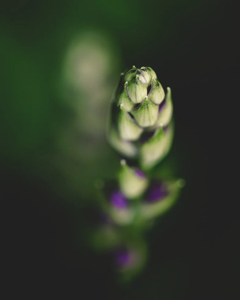 still_life_stolte_j-3.jpg