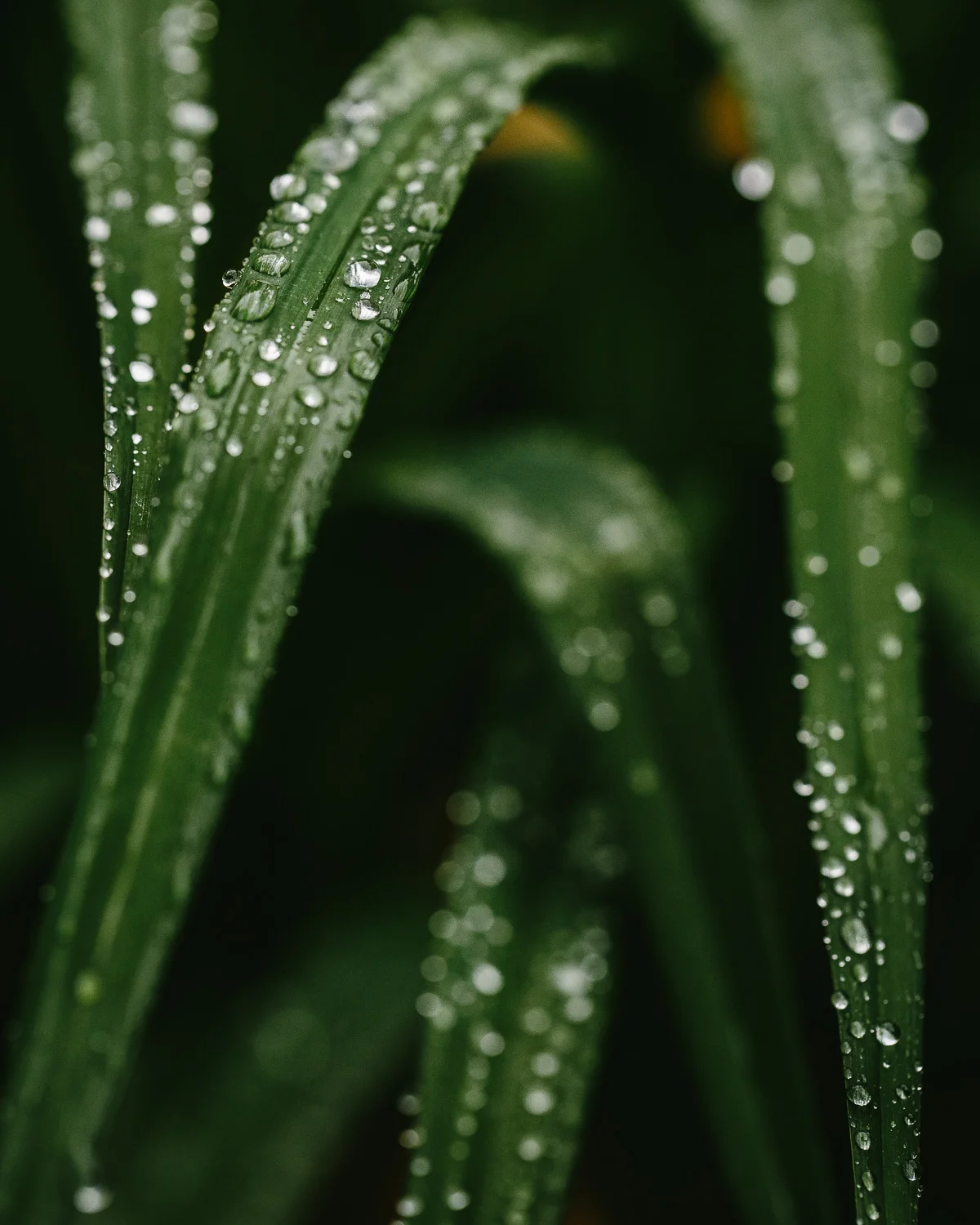 nature-9.jpg