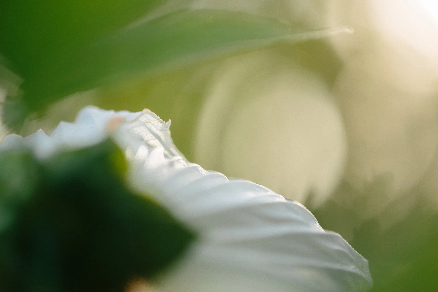 nature-13.jpg