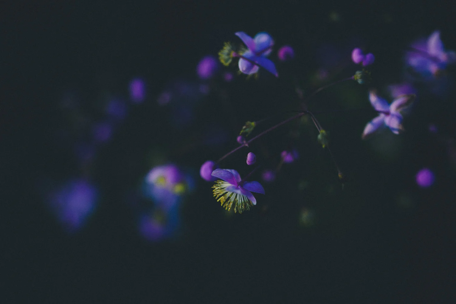 nature-16.jpg