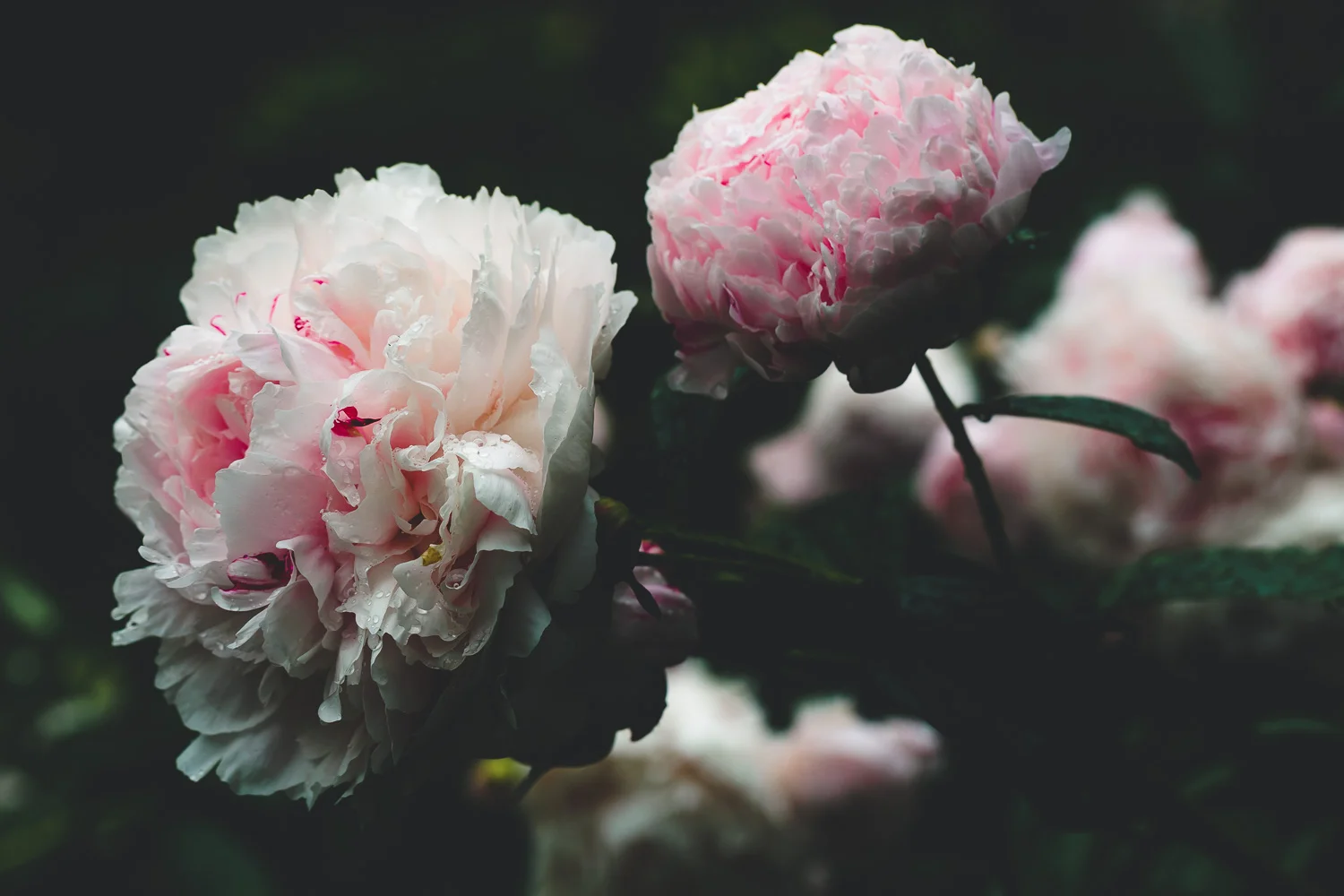 nature-27.jpg