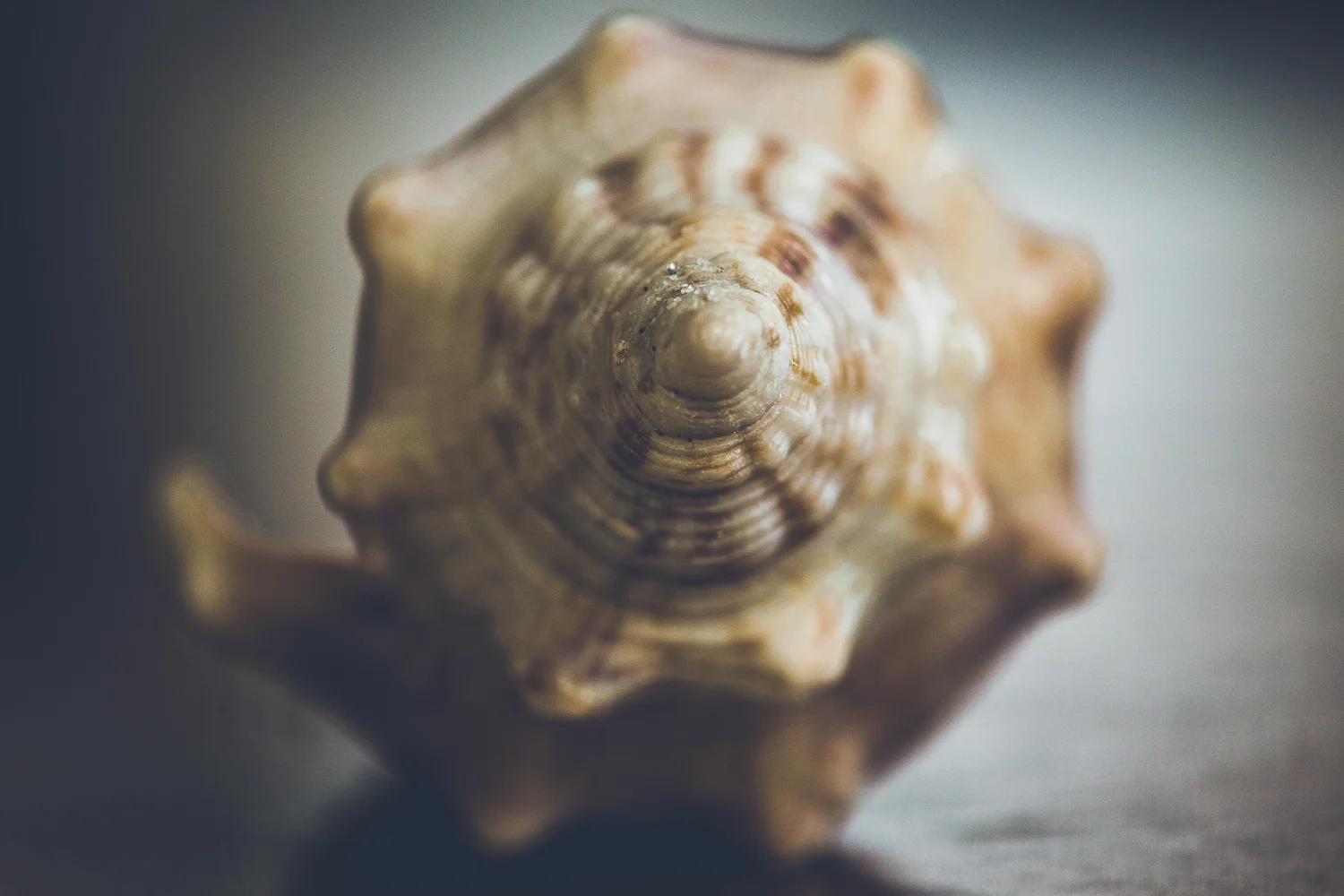 still life-6.jpg