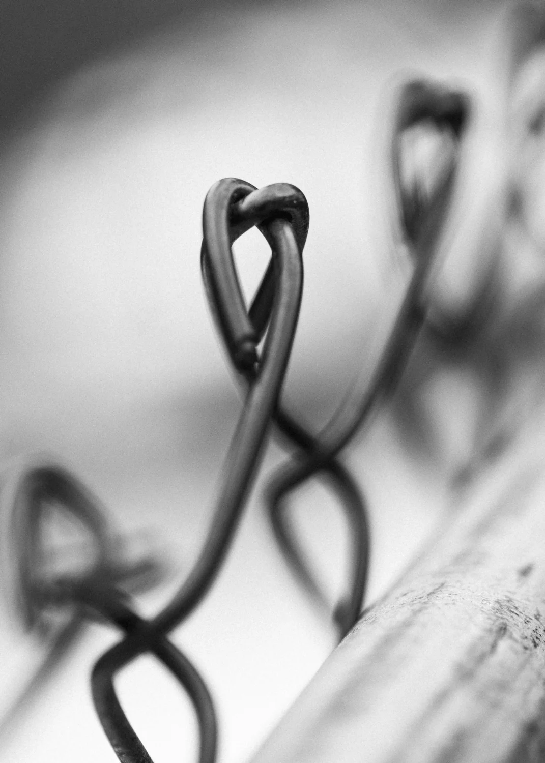 still life-10.jpg