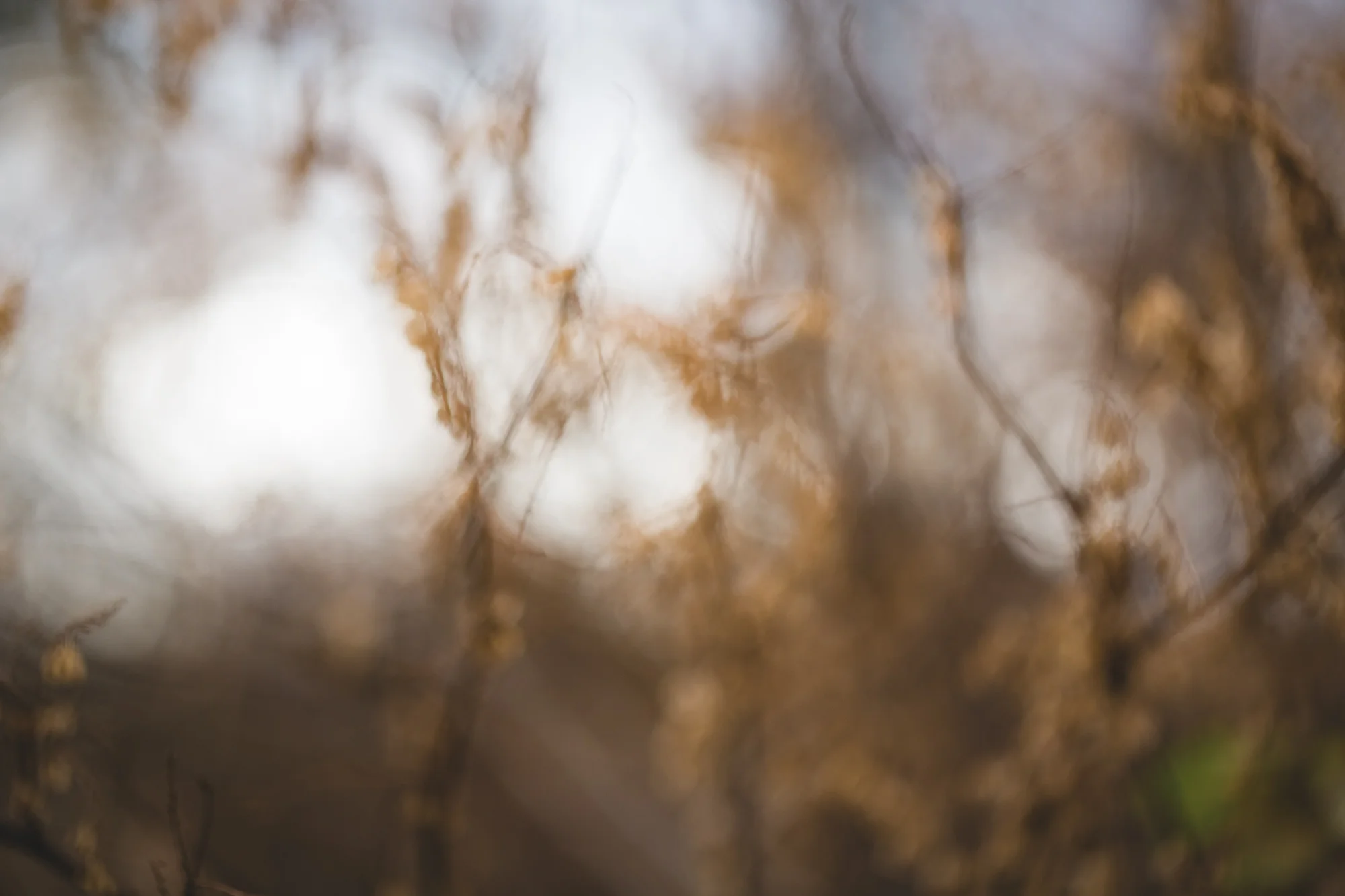 fall walk-2-3.jpg