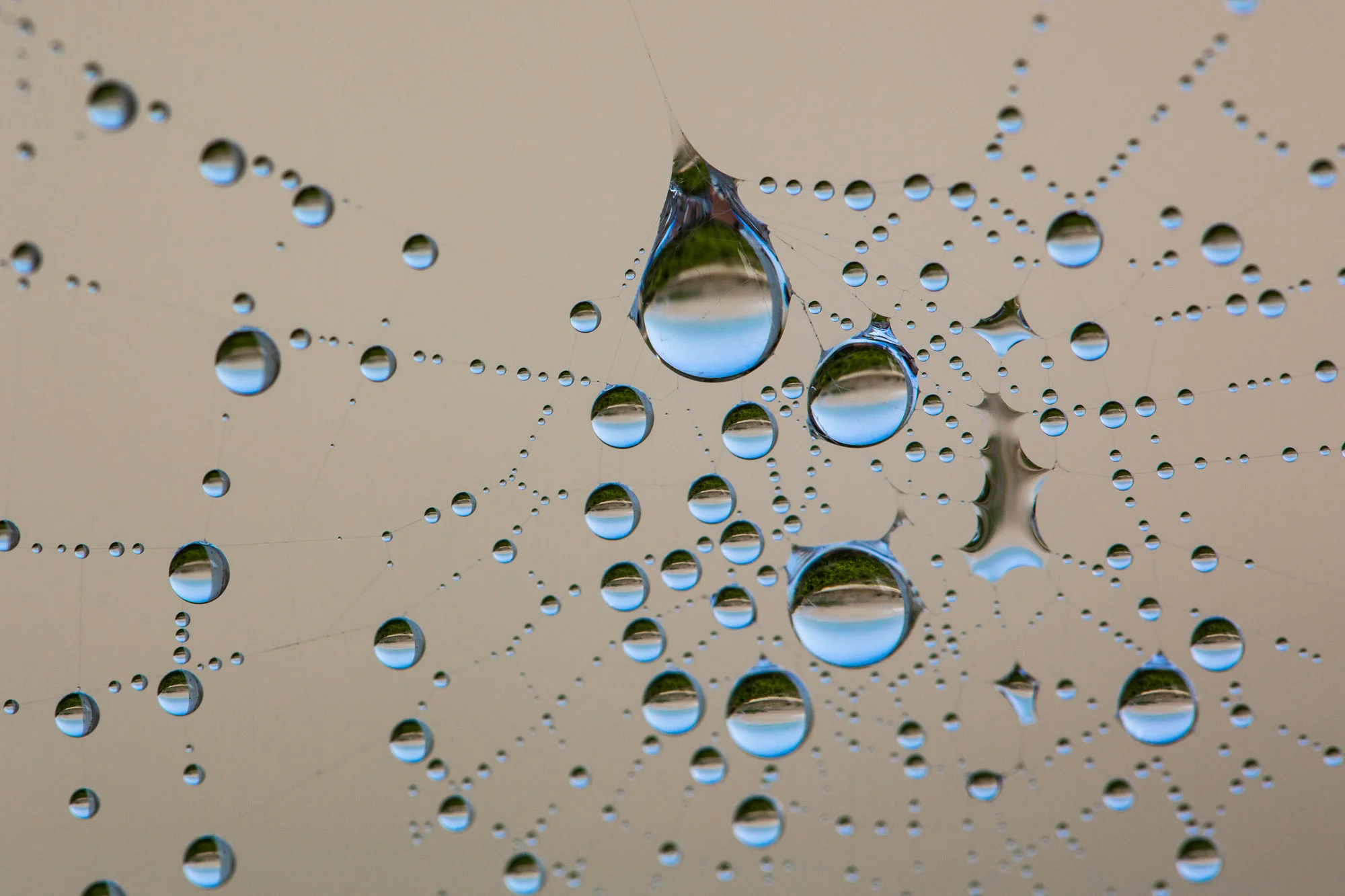 spiderweb drops-3.jpg
