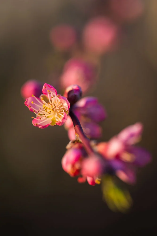 blossoms-13.jpg