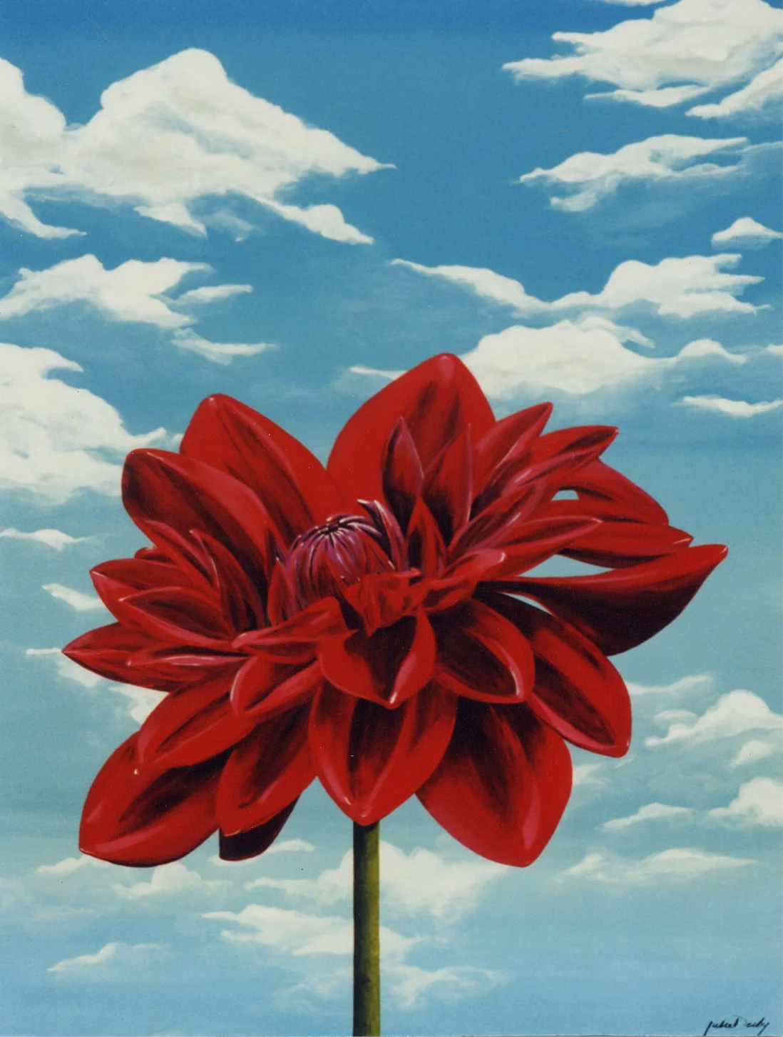 Big Sky Dahlia