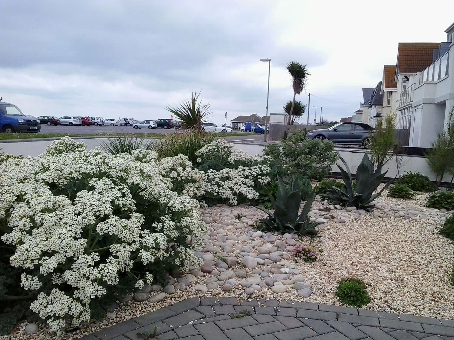 Beach Planting