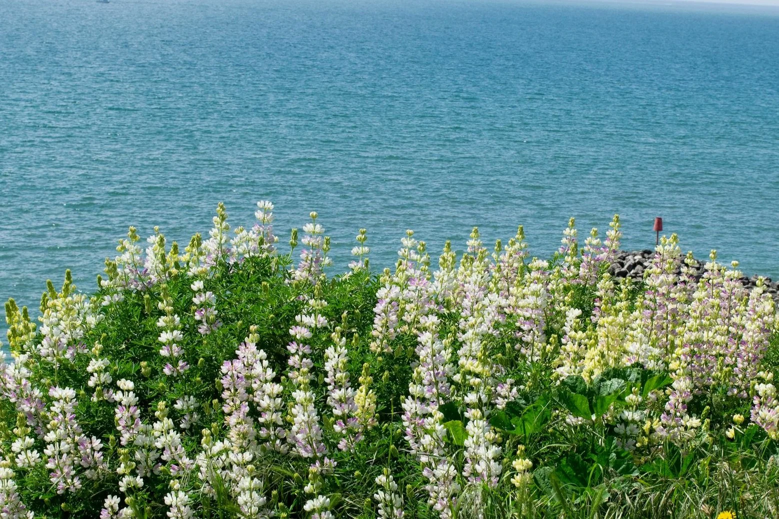 Image+5.101+%E2%80%93+Lupinus+arboreus.jpg