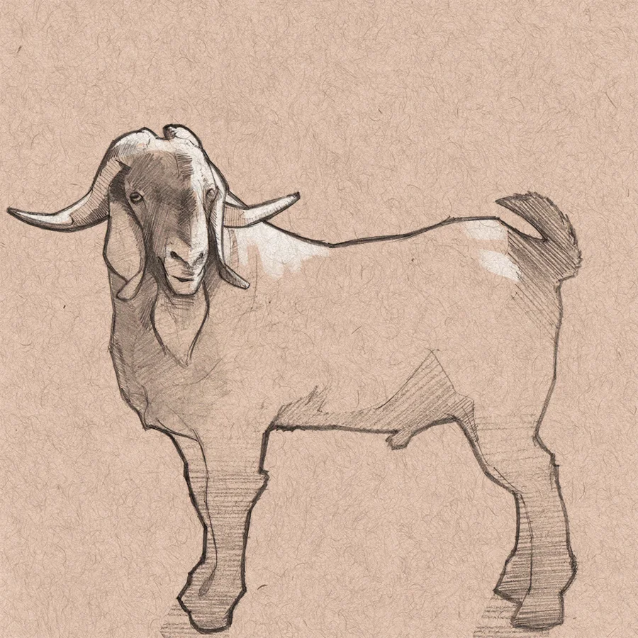 Goat.jpg