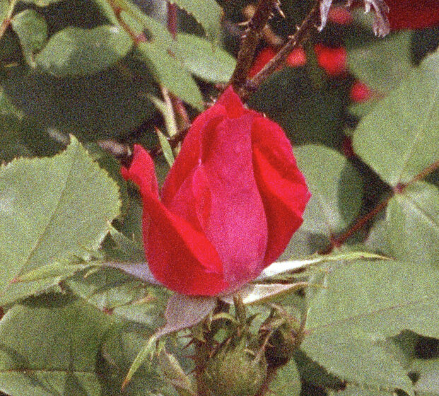 Salisbury 2018_rose.jpgCROP1.jpg