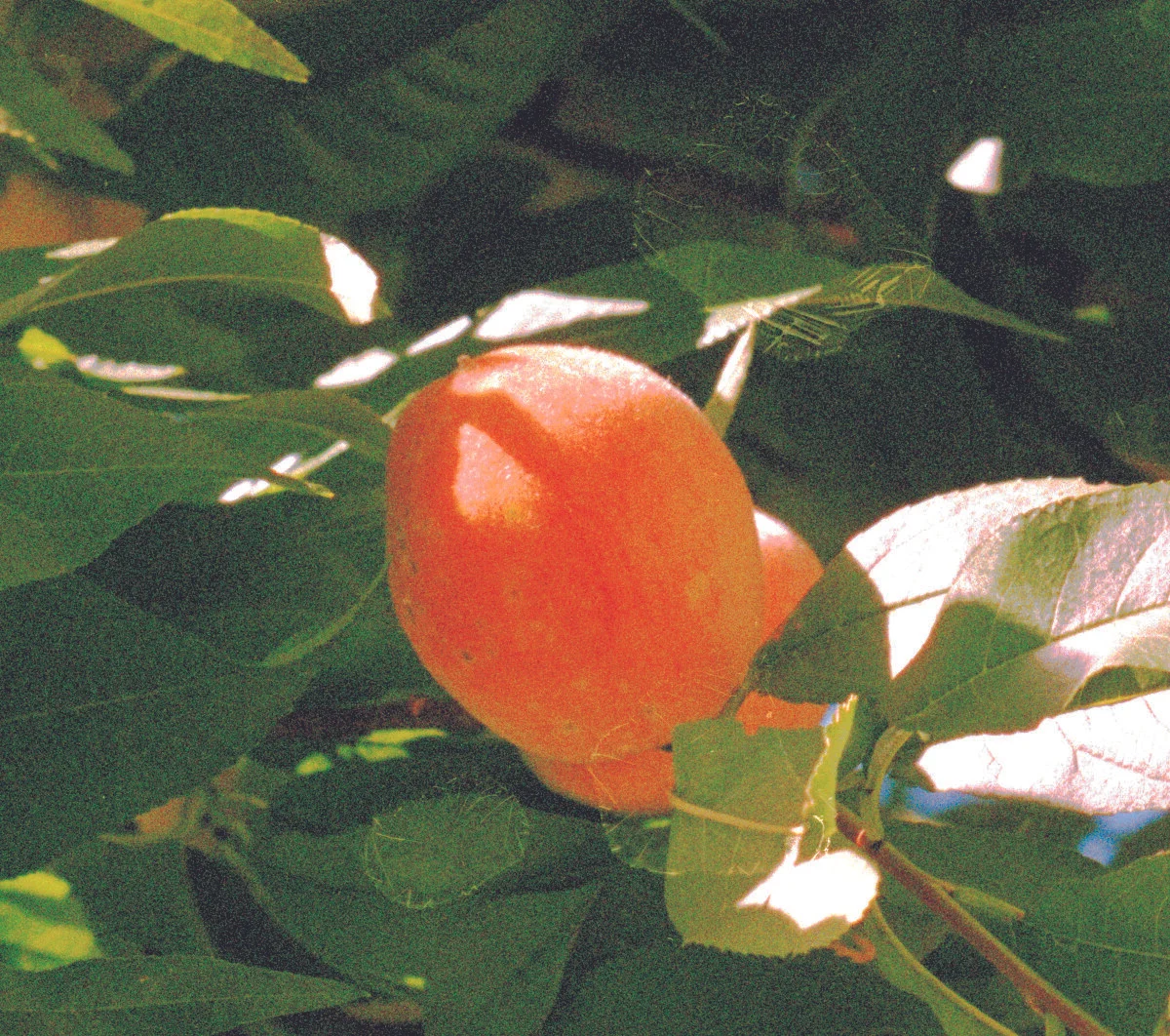CROPPeaches_SabinaJuly2019.jpg
