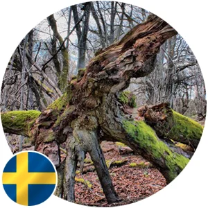 SWEDEN (nr. Gothenburg) Forest learning