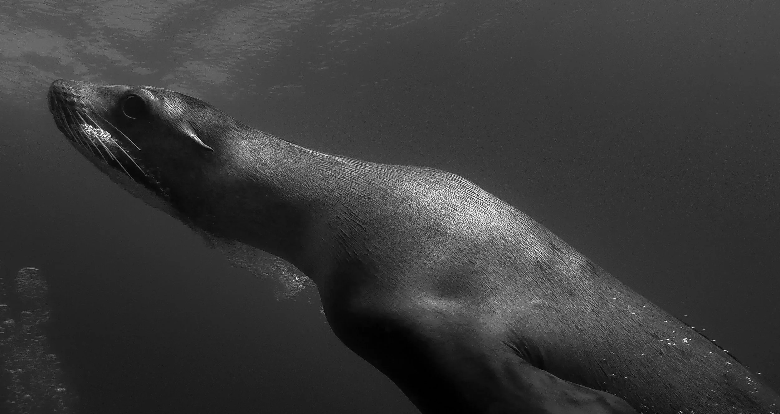 Catalina 2015