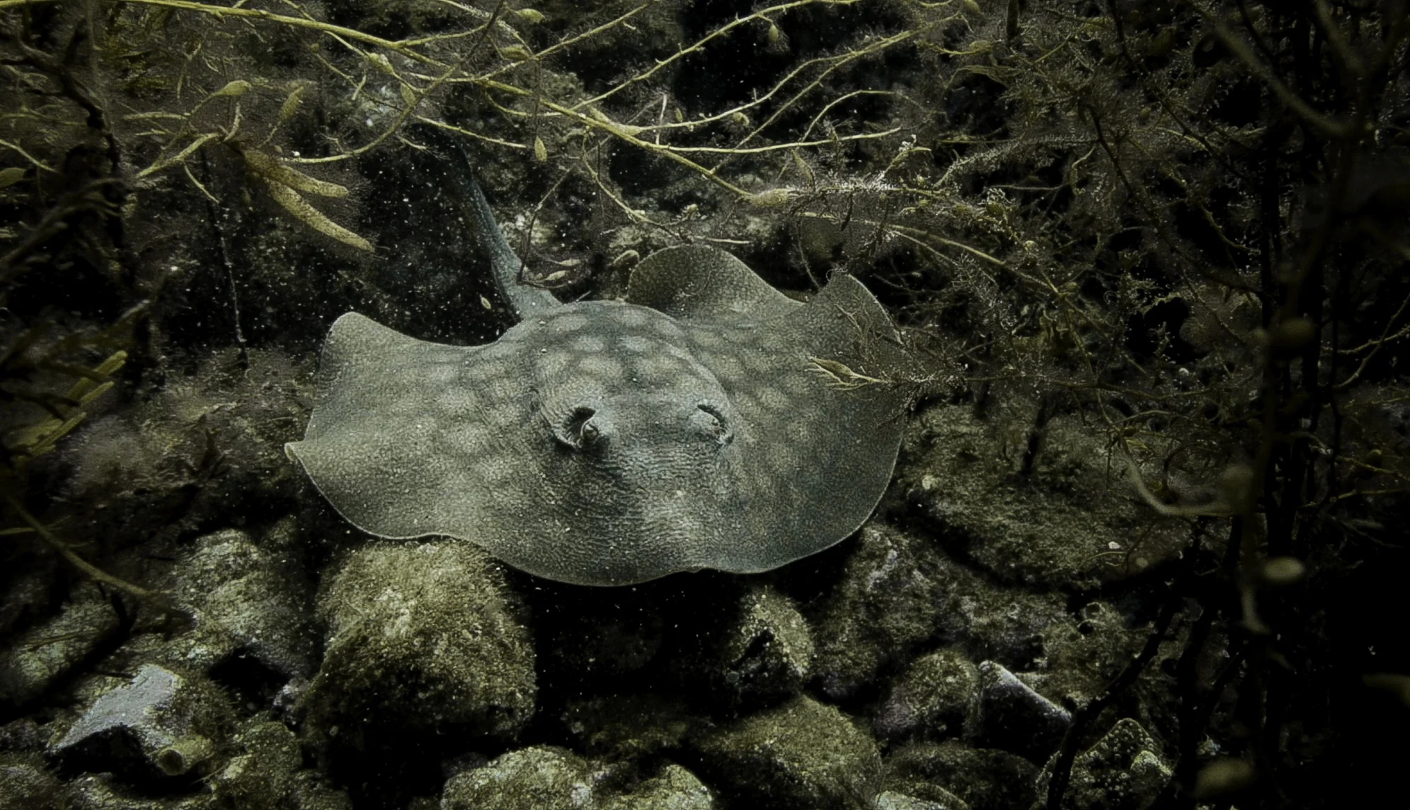 Stingray.jpg