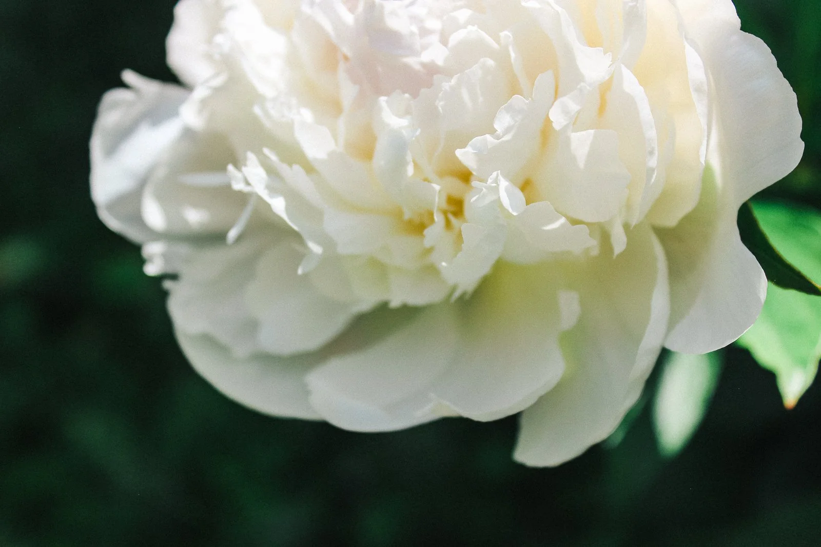 JesRoseDesign-5727.jpg