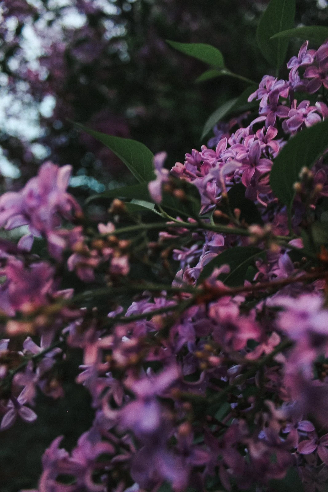 JesRoseDesign-5300.jpg