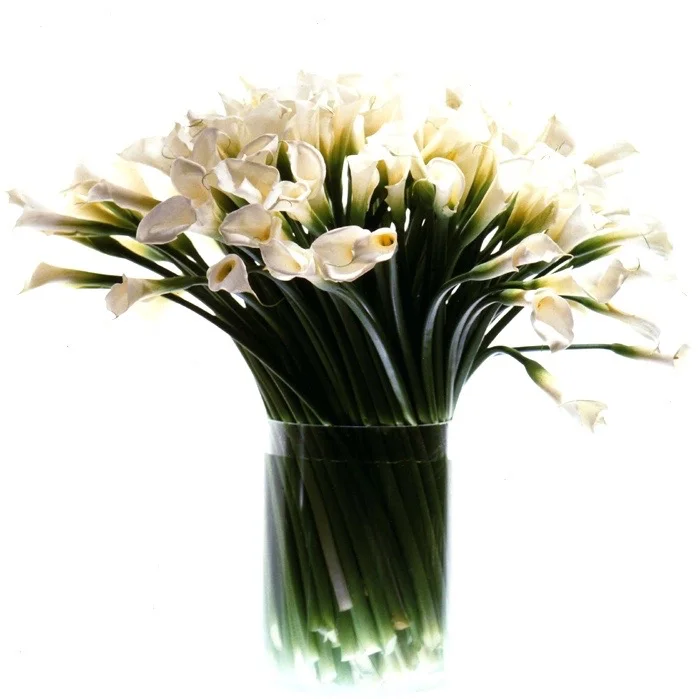 Tall White Callas