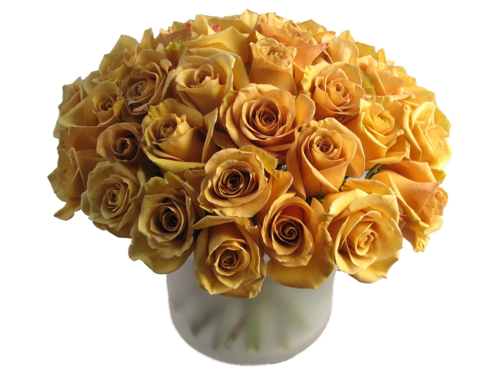 Gold Roses